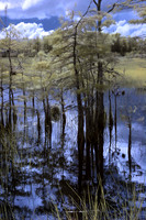 Grassy Waters