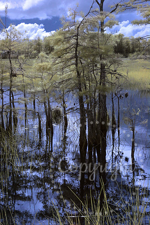 Grassy Waters