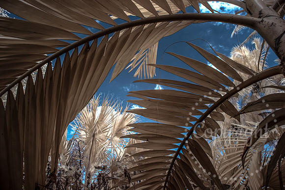 Infrared Landscape and Floral Photography in Florida - Mounts Botanical Gardens.