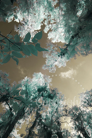 Infrared Landscape and Floral Photography in Florida