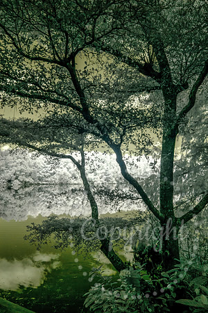Infrared Landscape and Floral Photography in Florida