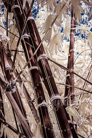 Abstract Fine Art  and Infrared Landscape Photography available Worldwide