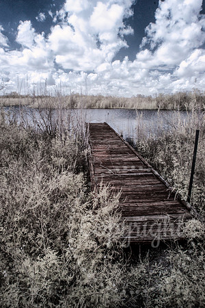 Infrared Photography in Florida