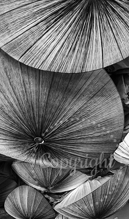 Black and White - Abstract Fine Art  and Landscape Photography available from Las Vegas, Nevada