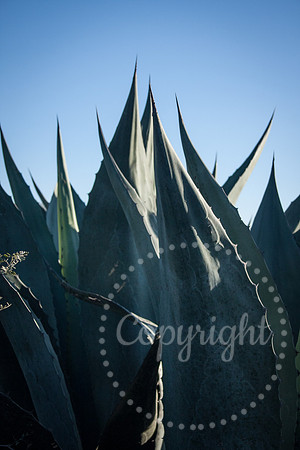 Landscape Photography in Mexico