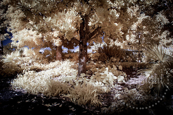 Infrared - Abstract -  Fine Art  and Landscape Photography available worldwide
