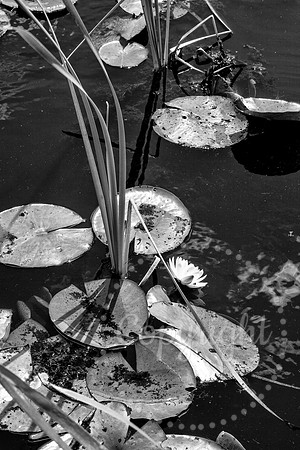 Black and White - Abstract Fine Art  and Landscape Photography available from Florida