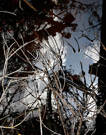 Swampland photography in Florida