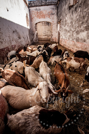 Fine Art Photography of Farm Animals