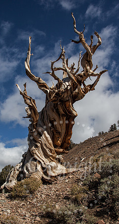 Dramatic Fine Art and Landscape Photography of The Eastern Sierras Mountains.