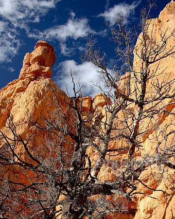 American Landscape Photography in The Southwest