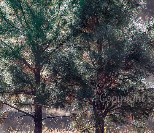 Dramatic Fine Art and Landscape Photography in Yosemite National Park