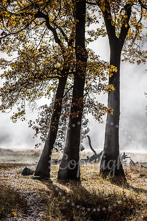 Dramatic Fine Art and Landscape Photography in Yosemite National Park