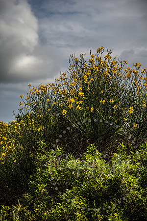 Southern Tuscan Italian Landscape and Fine Art Photography